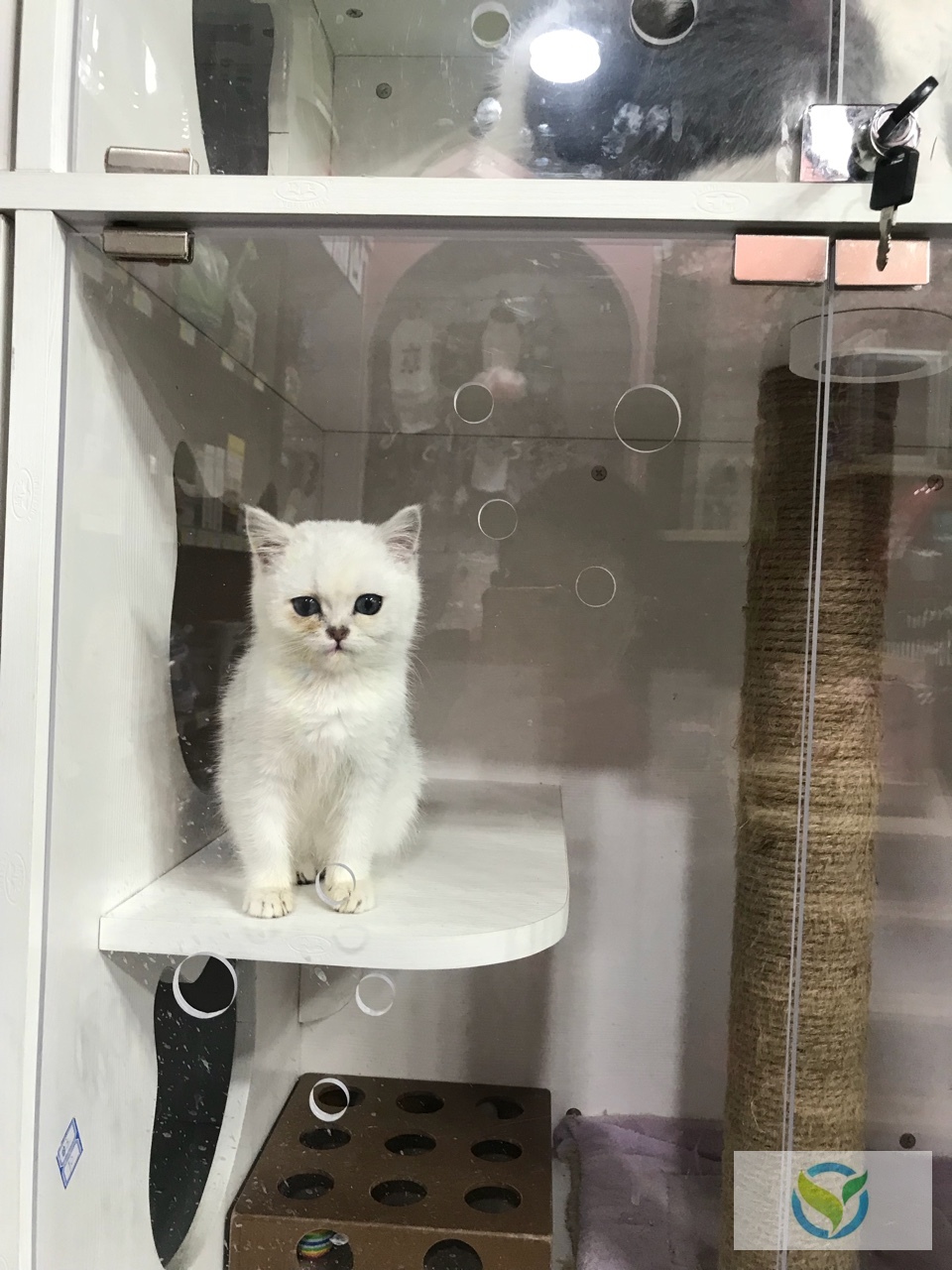 什么宠物猫好养便宜 watermark,image_cGljLzIwMTgwMzEyL29zc18xNTIwODIxNjQxOTQxXzM2XzkxNF8zNDYucG5n,t_50,g_se,x_20,y_20